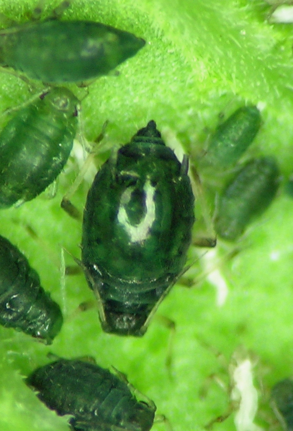Aphis agastachyos from Lake County, Oregon.