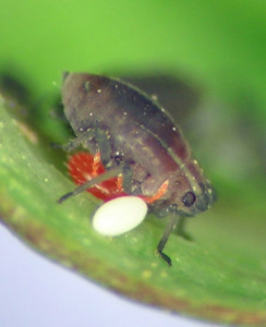 Poor Aphthargelia nymphs! Beset by a blood-sucking red mite, and standing next to an egg of a flower fly about to hatch into an aphid-destroying maggot.