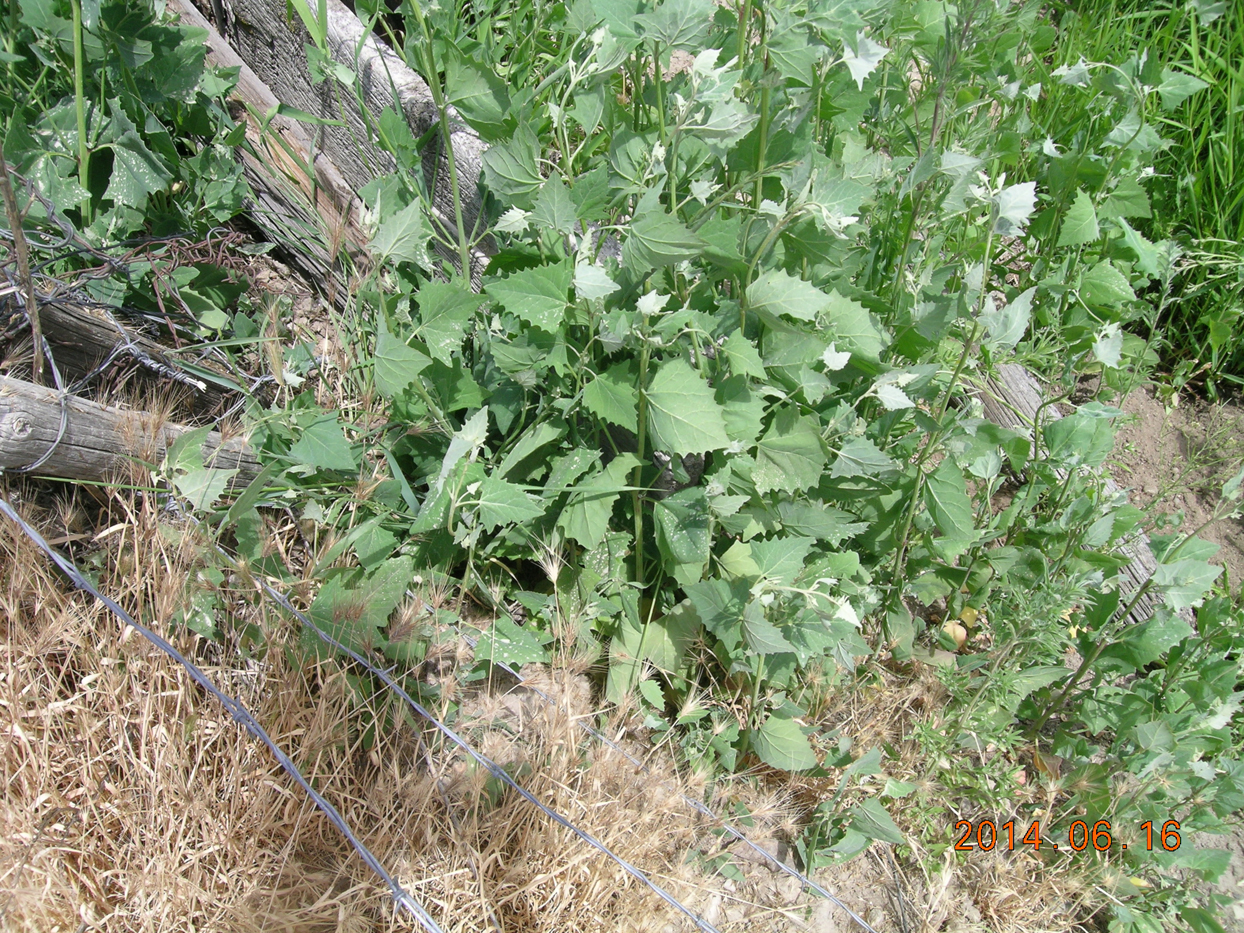 Atriplex herb from near Boise, Idaho. The host of Heterotrioza chenopodii(?).