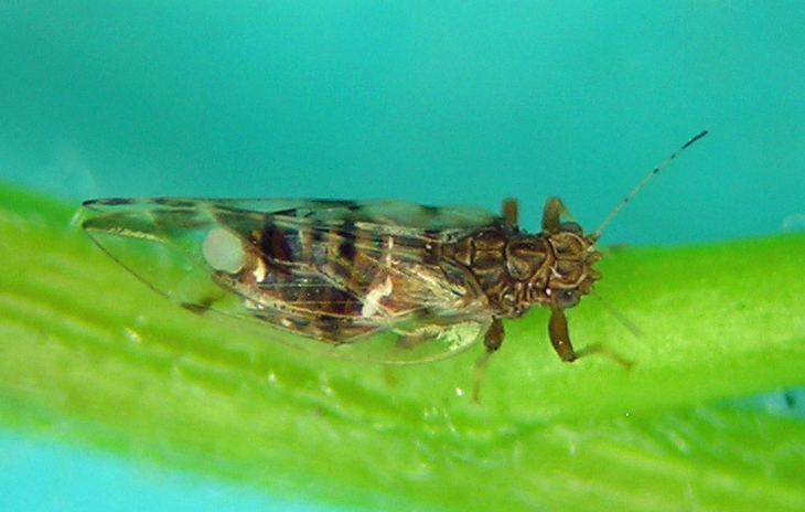 Bactericera maculipennis adult from our house.