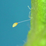 Bactericera maculipennis egg.