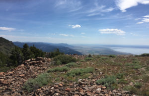 The mountain-top flora of Crane Mountain, Oregon. The small yellow flowers in the foreground were beset with recently colonized U. erigeronensis.