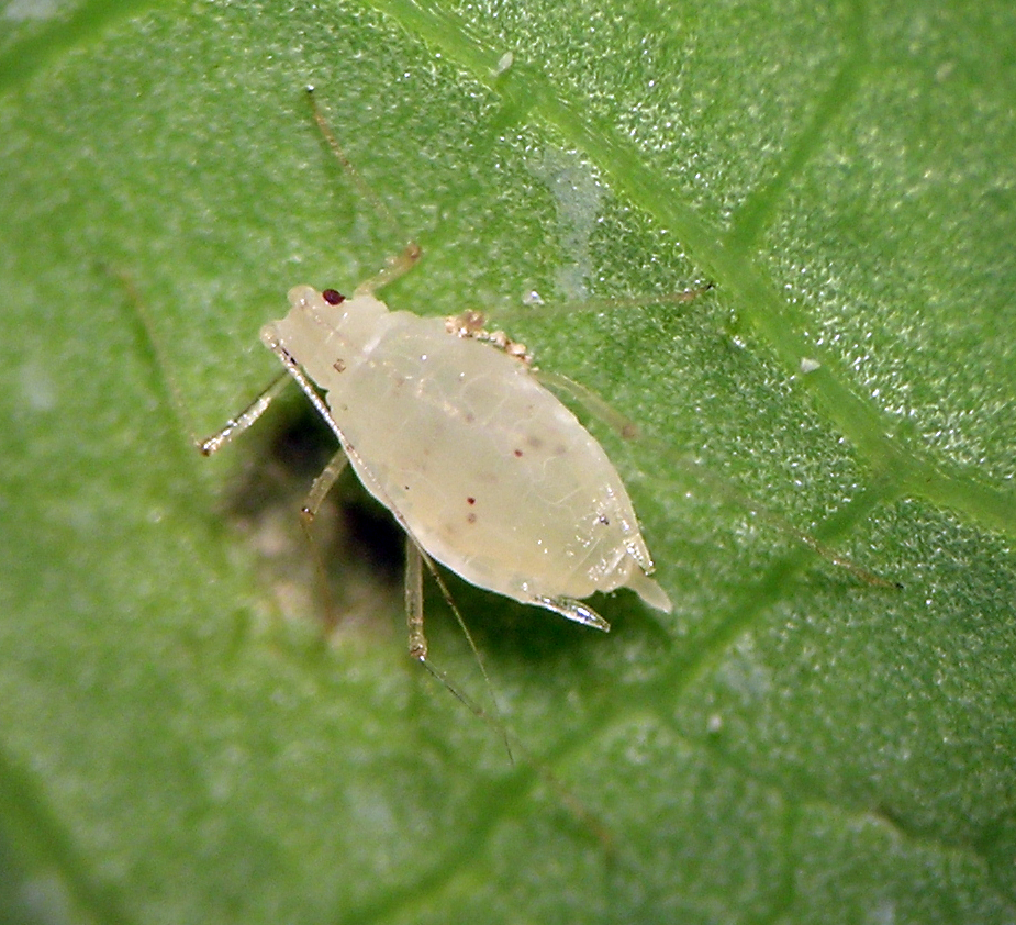 Hyperomyzus pallidus aptera from the lower leaves of a weedy sowthistle in central Washington.