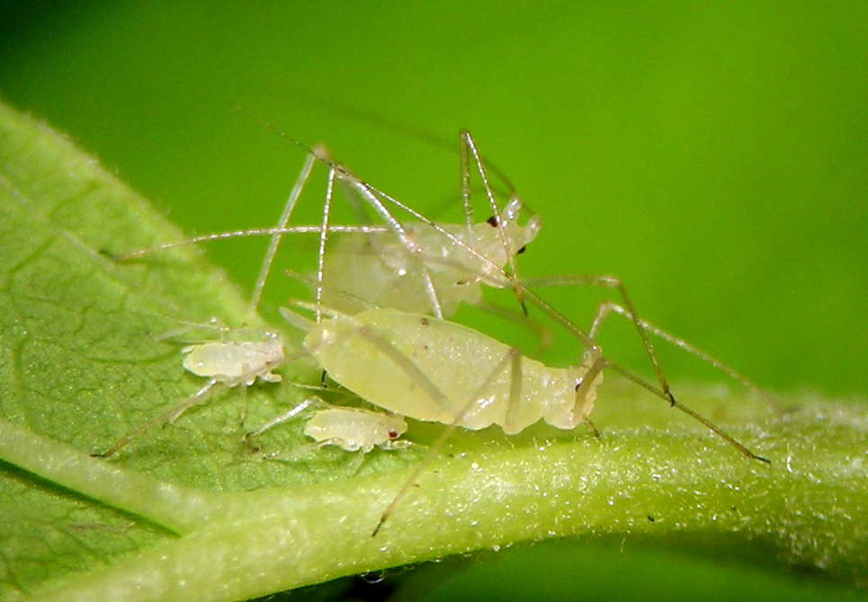 Macrosiphum willamettense apterae and nymphs from central Washington.