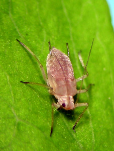 Macrosiphum opportunisticum alatoid nymph, showing the common pinkish color and light dusting of wax that occurs on nymphs.