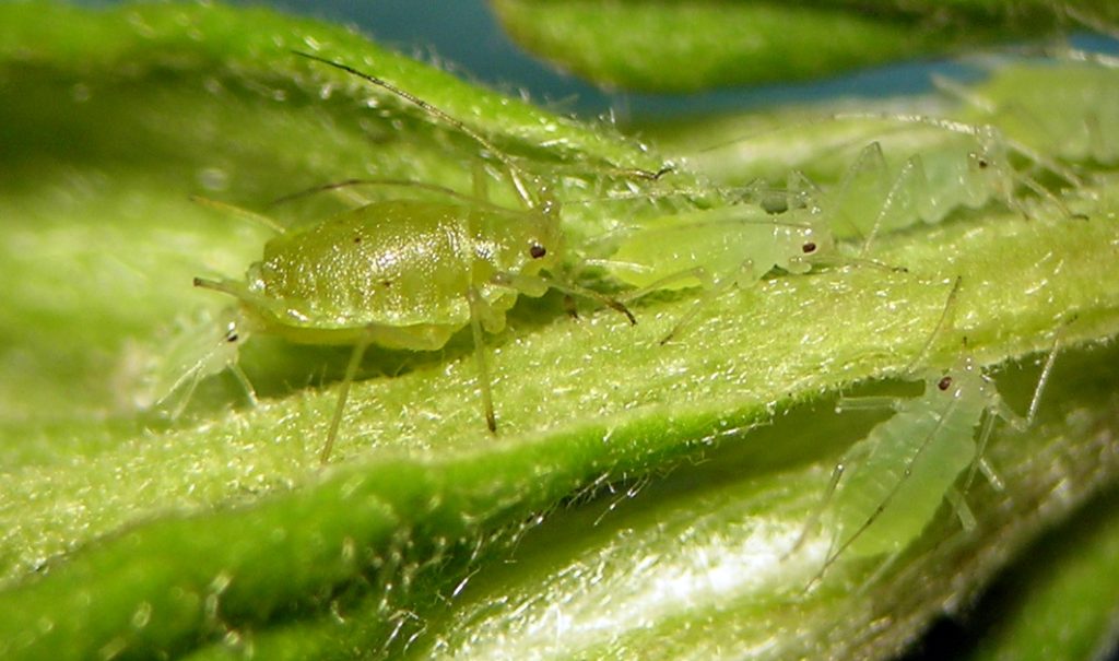 Macrosiphum clydesmithi fundatrix and her nymphs on Holodiscus in May in northern Idaho.