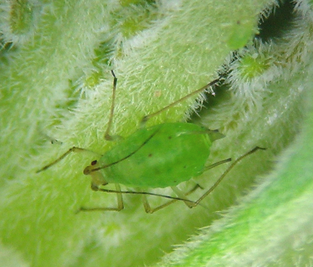 Macrosiphum mentzeliae fundatrix from the Leslie Gulch area in eastern Oregon in March. This is a very early aphid for that region, in part because of the very warm and dry sites where M. laevicaulis grows.