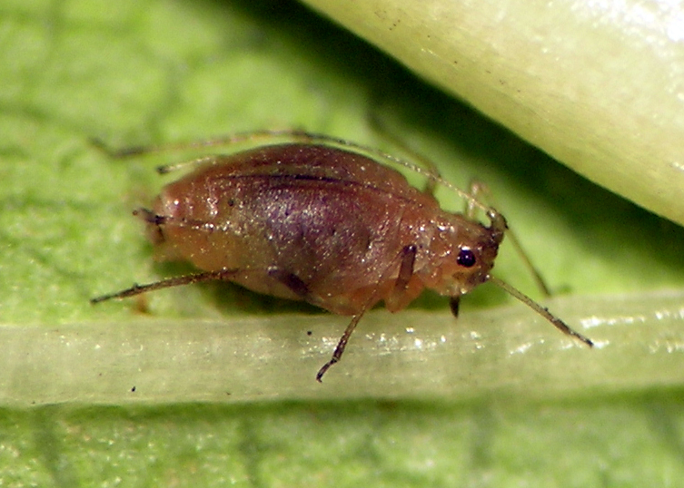 Myzus persicae ovipara on cherry in southern Washington in October.
