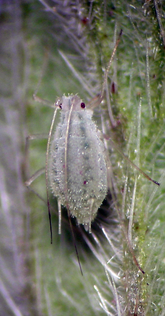 Pleotrichophorus amsinckii on Phacelia in central Washington.