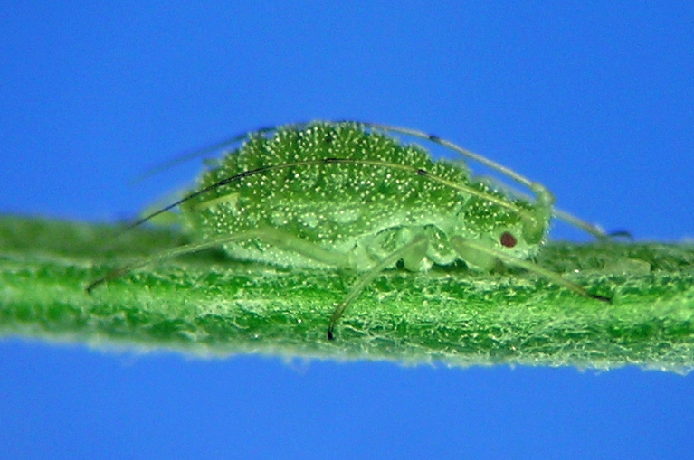 Pleotrichophorus oestlundi from southern Idaho.