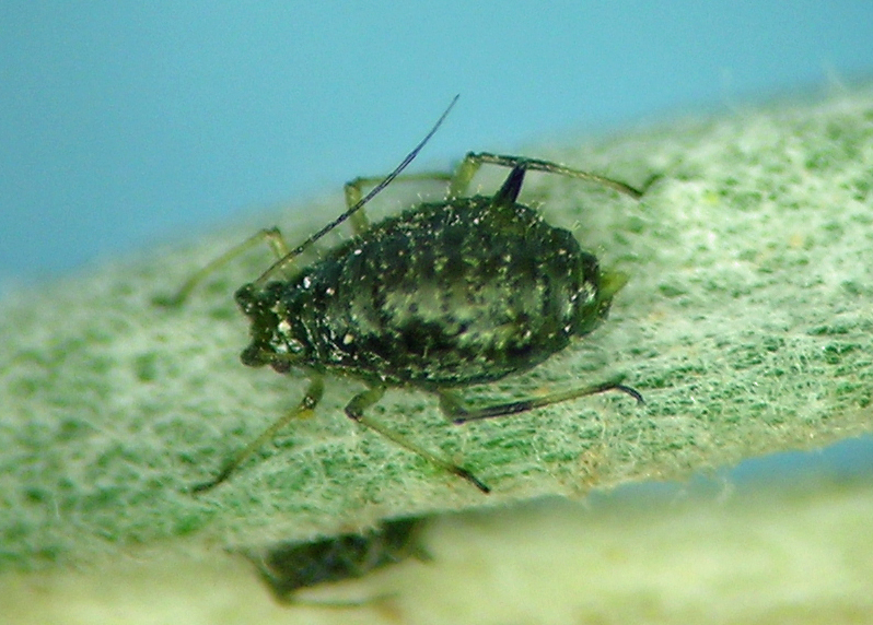 Pleotrichophorus tetradymiae on Tetradymia canescens near Lakeview, Oregon in September.