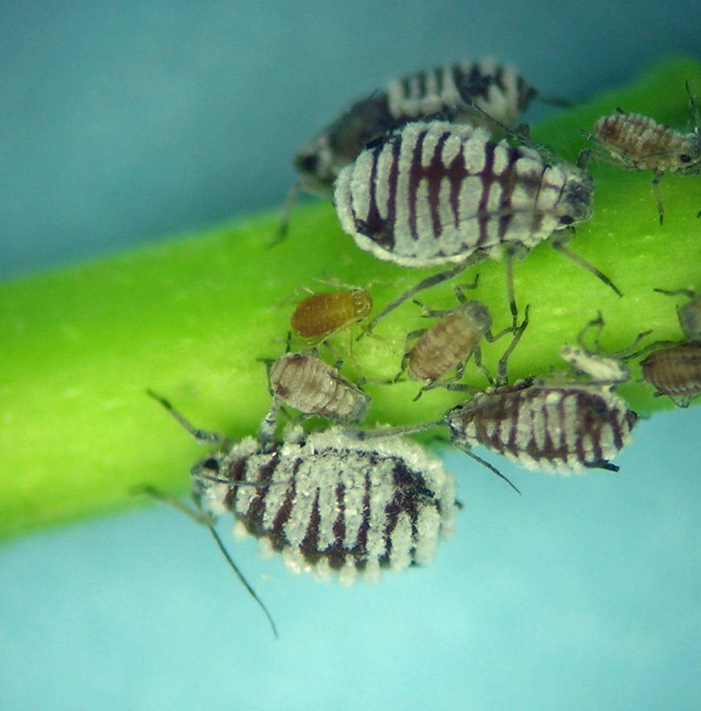 An as-yet unidentified Rhopalosiphum from Prunus subcordata in southern Oregon.