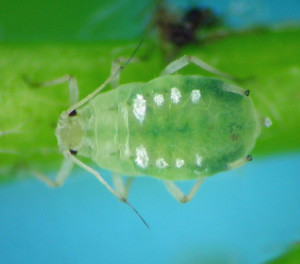 One of the weird Rhopalosiphum I have collected, this one from a Crataegus shoot in the intense shade of a thicket near a stream in eastern Washington.