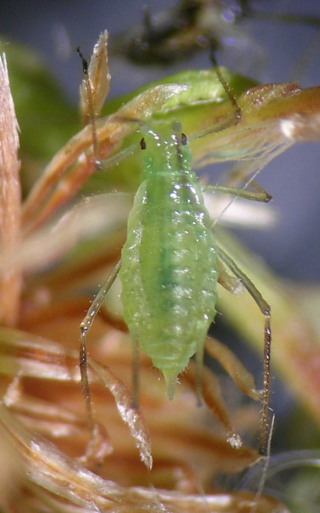 Uroleucon (L.) erigeronensis ovipara on Conyza canadensis in central Washington.