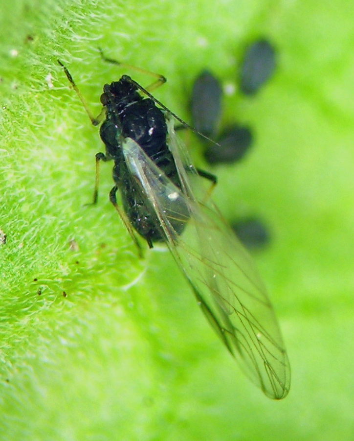 Aphis fabae on tomato in my garden, colonizing late summer from elsewhere.
