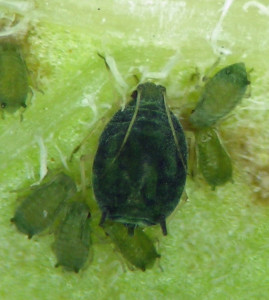 Aphis gossypii from potato in the garden in the fall, immediately before harvest.