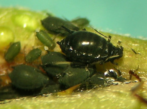 Aphis holodisci aptera and nymphs from northern Idaho.