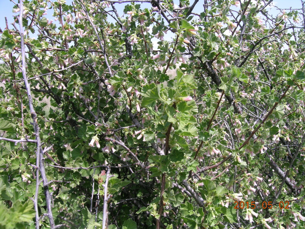 Ribes cereum.