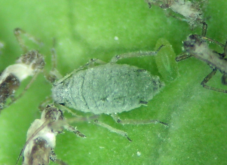 Brevicoryne brassicae ovipara with an egg.  The other objects are shed skins of other aphids.