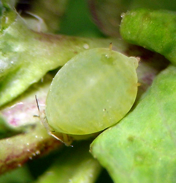 Cedoaphis "incognita" fundatrix, which lives in curled leaves of Symphoricarpos.