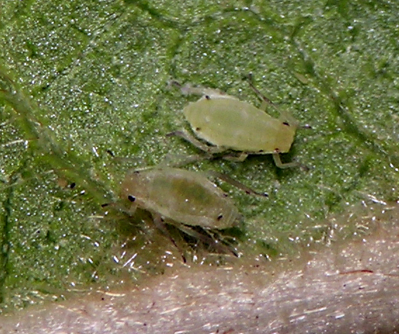 Hyalopterus pruni ovipara and late instar oviparous nymph.  