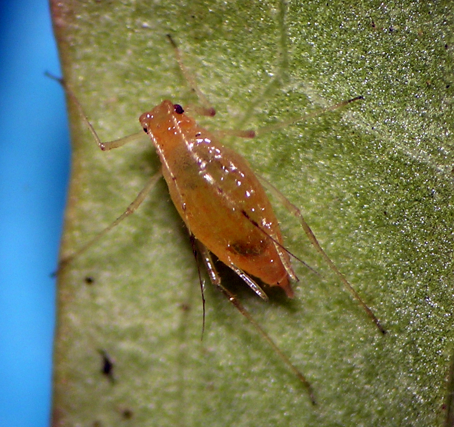 Hyperomyzus (Neonasonovia) sp. ovipara from Ribes aureum in central Washington.