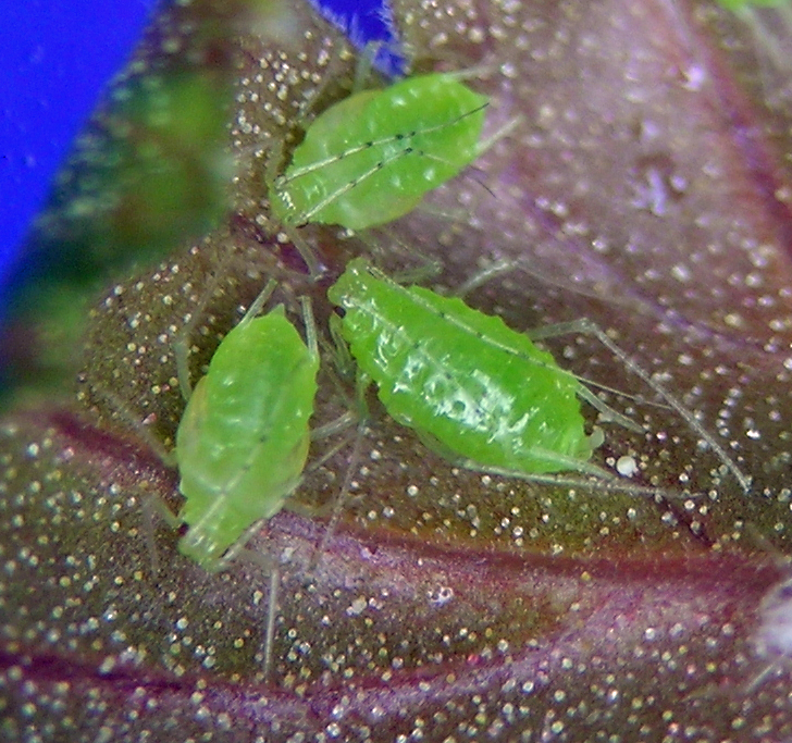 Hyperomyzus (Neonasonovia) sp. second generation on Ribes aureum in southern Idaho.