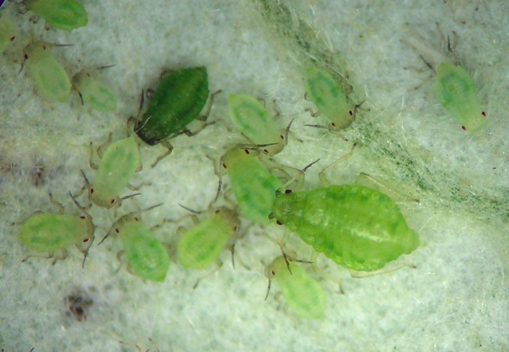 Chaitophorus populialbae fundatrix and some nymphs from Populus alba.