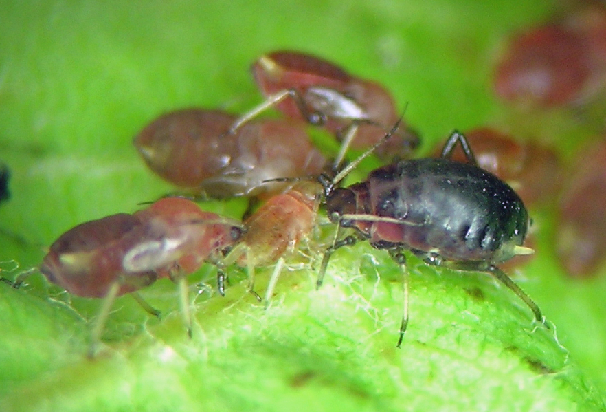 Nearctaphis (Amelanchieria) sensoriata aptera and nymphs from Amelanchier in the forests of central Oregon.
