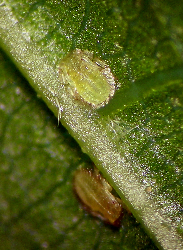 Periphyllus testudinaceus dimorph from Portland Oregon.