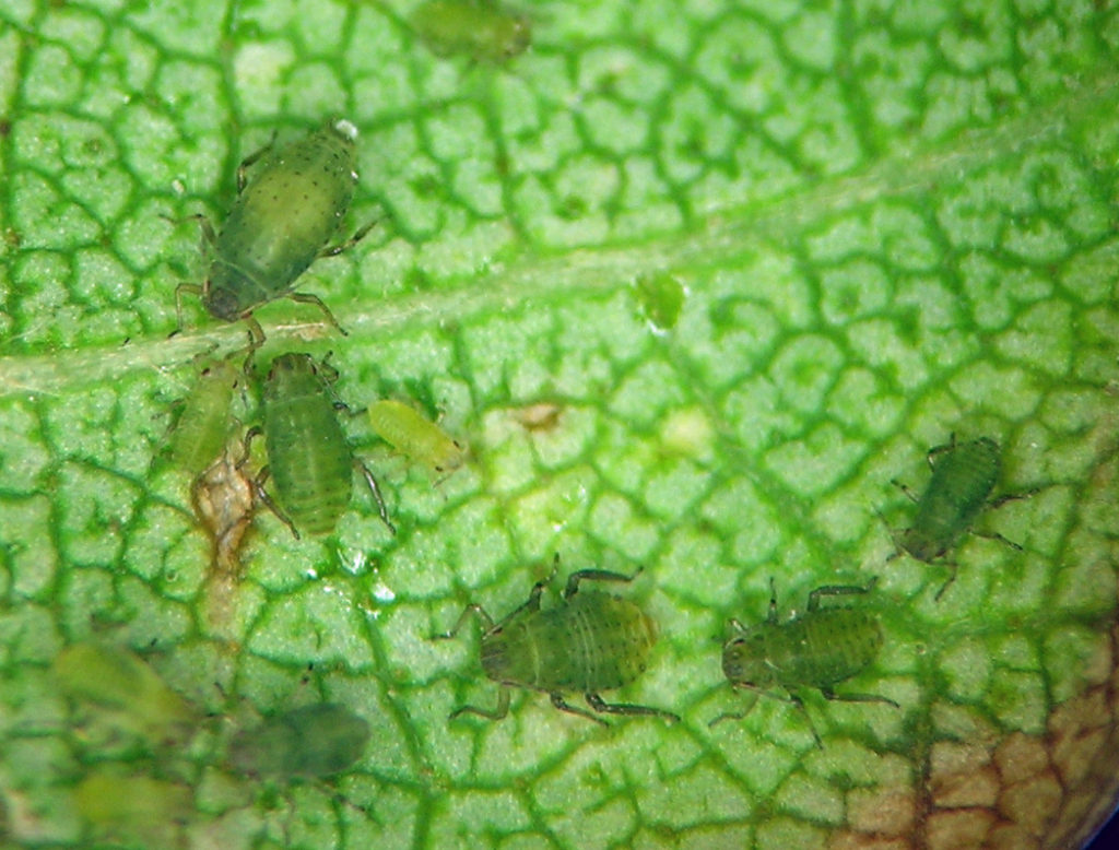 Callipterinella minutissima ovipara and nymphs.
