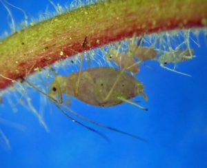My favorite un-described Macrosiphum, which lives on Geum triflorum in the dry forests of the Northwest. These are from central Idaho in 2012.